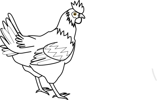 cock hen animal