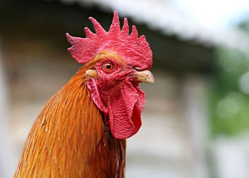 cock crest head