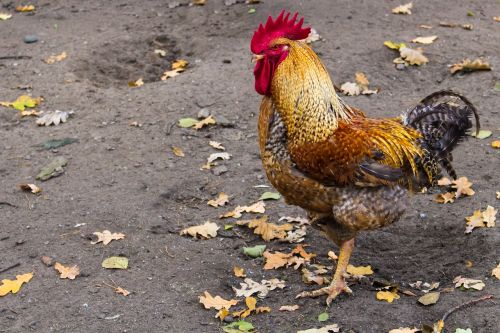 cock farm chicken