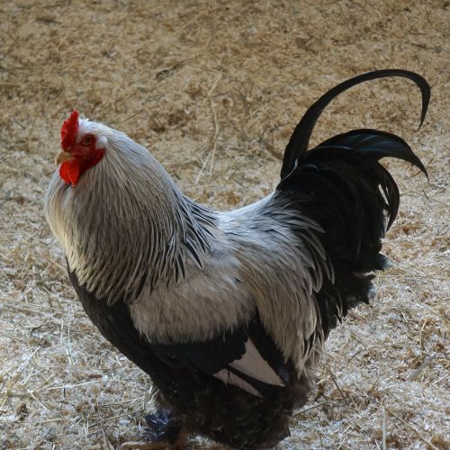 cock bird domestic animal