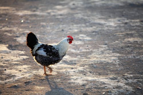 cock chicken fowl
