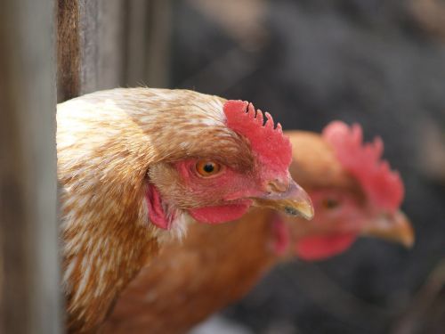 cock chicken bird