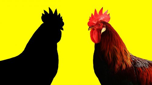 cock year of the rooster yellow background
