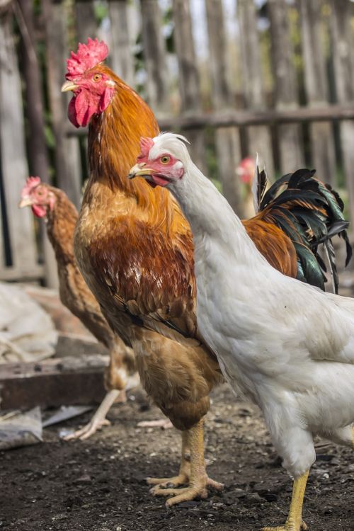 cock hen poultry