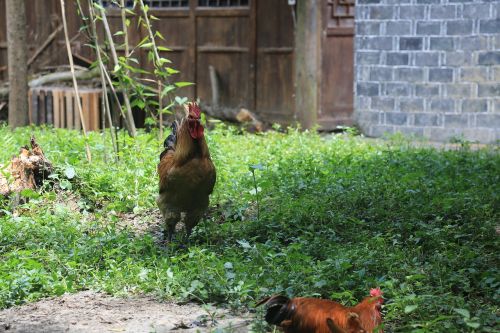 cock chicken farmhouse