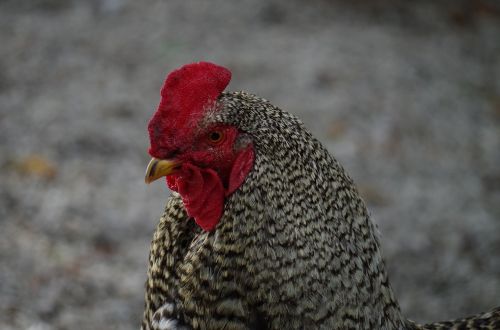 cock mottled poultry