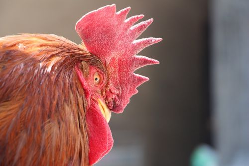 cock animal chicken