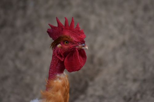 cock hen gite in rural normandy