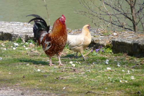 cock hen poultry