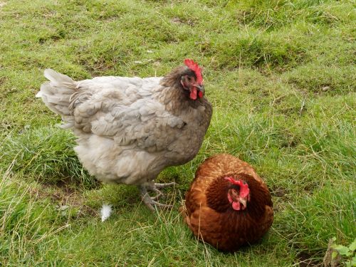 cock hens gallinacées