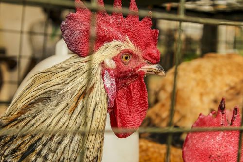 cock poultry farm