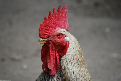 cock poultry barton