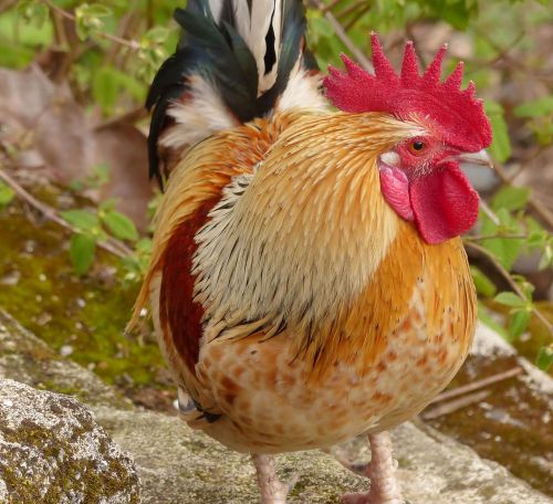 cock bird animal