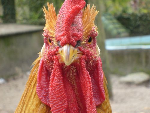 cock chicken animal