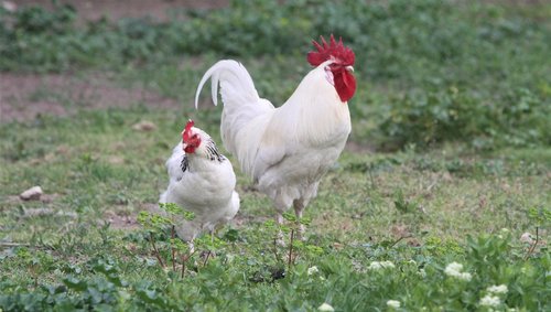cock  hen  chicken