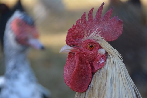 cock  crete  poultry