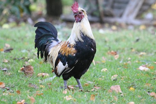 cock  poultry  male
