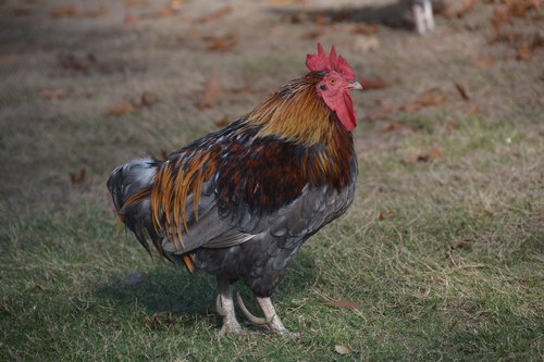 cock  crete  pins