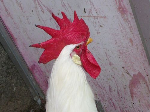 cock chicken bird