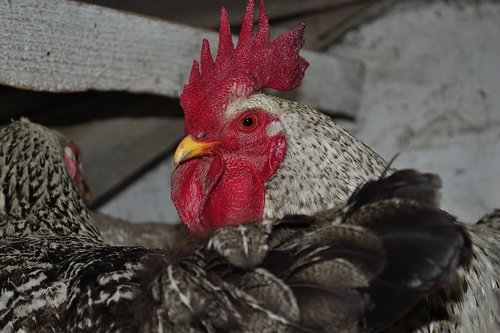 cock  bird  plumage