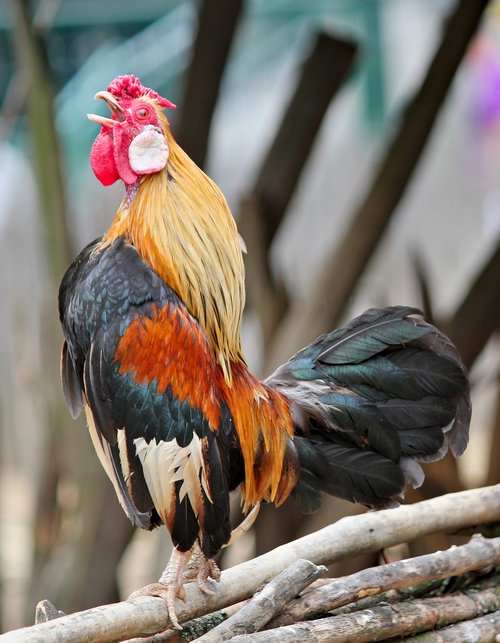 cock  bird  hen