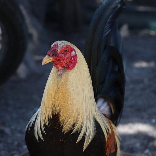 cock  purebred  bird