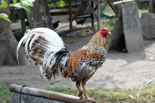 cock  purebred  farm