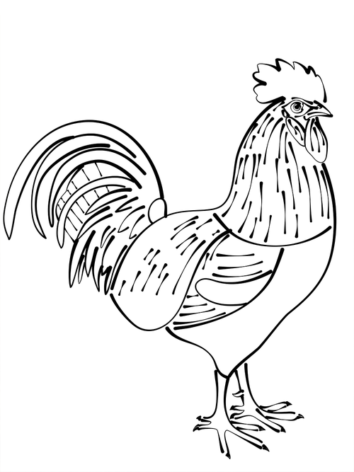 cock  animal  bird