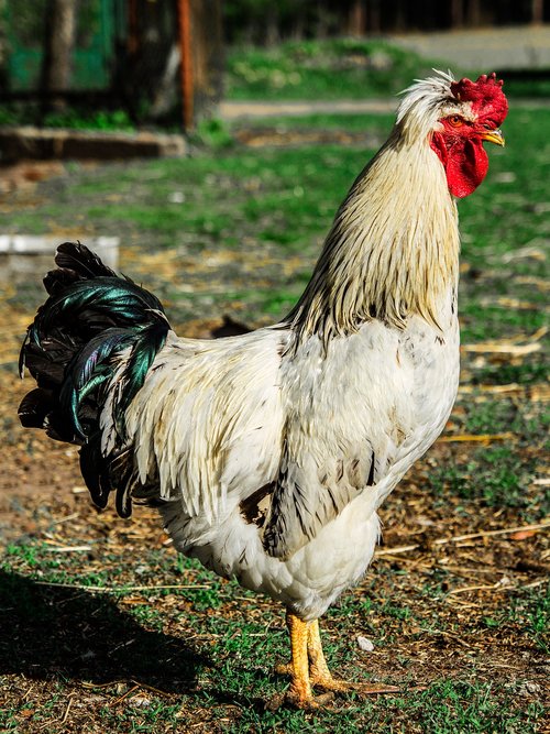 cock  bird  chicken