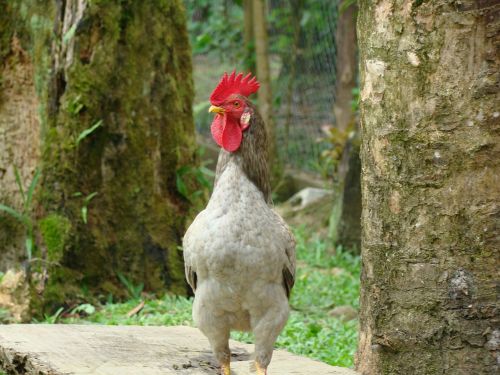 cock animal bird