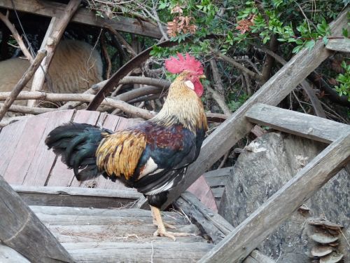 cock rooster turkey