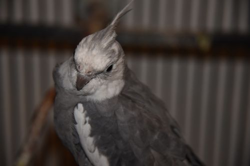 Cockatiel