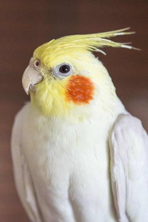 cockatiel parakeet bird