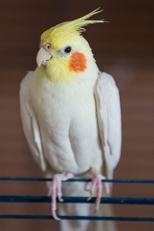 cockatiel parakeet bird