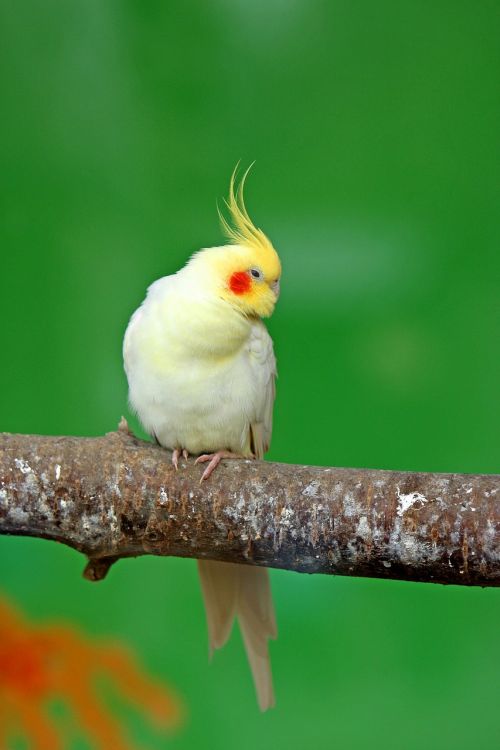 cockatiel bird parrot