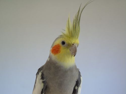 cockatiel parrot cockatoo
