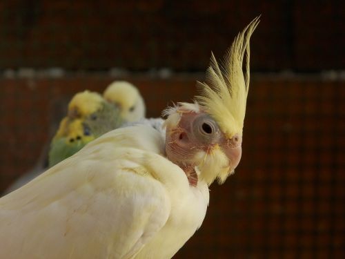 cockatiel corrugated parakeets birds