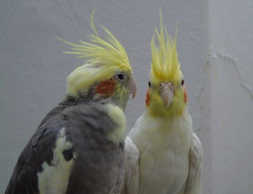 cockatiel parrot cockatoo