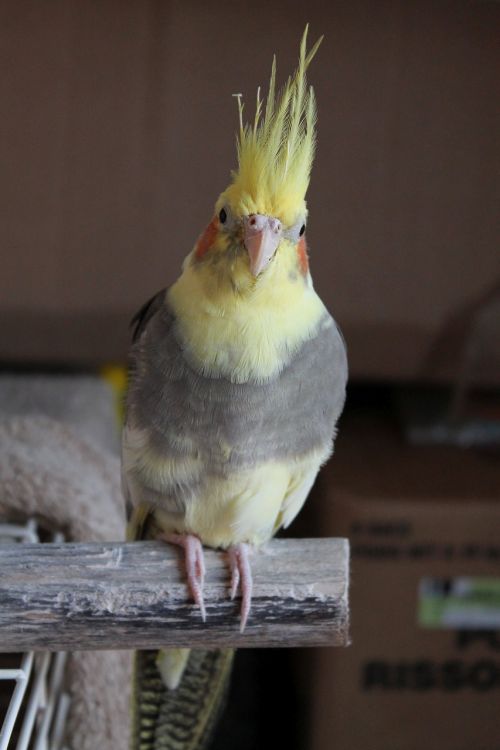 cockatiel perch bird