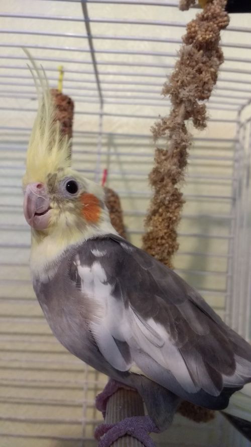 cockatiel bird pet