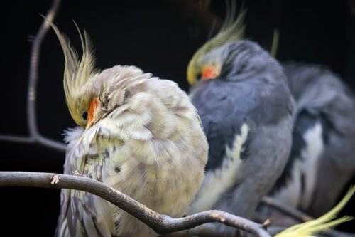 cockatiel  parakeet  bird