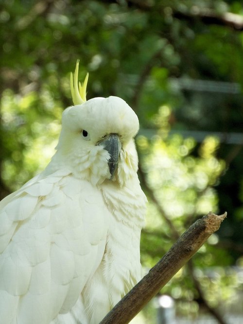 cockatiel  bird  white