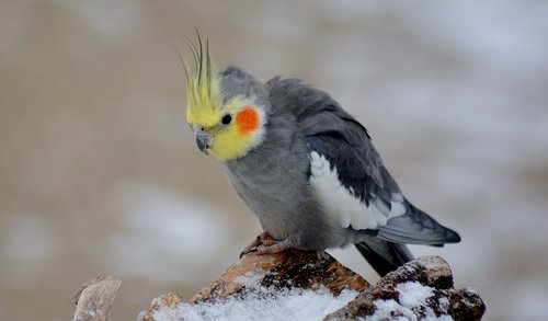 cockatiel  bird  snow