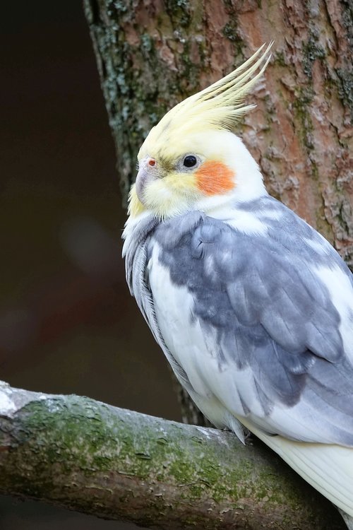 cockatiel  bird  parakeet