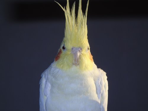 cockatiel  parrot  cockatoo