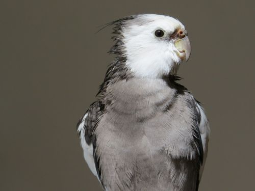 cockatiel birds animal