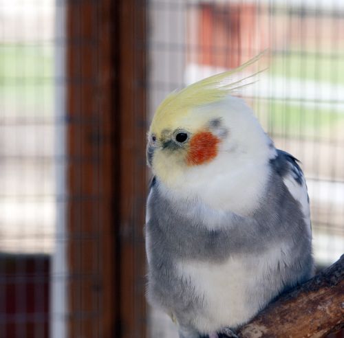 Cockatiel Bird