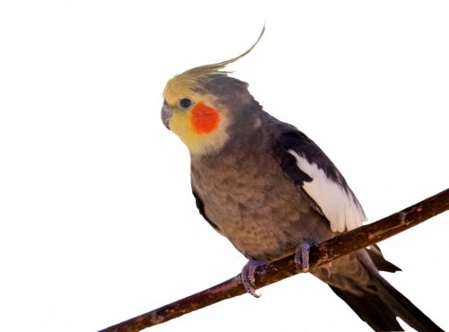 Cockatiel Bird White Background