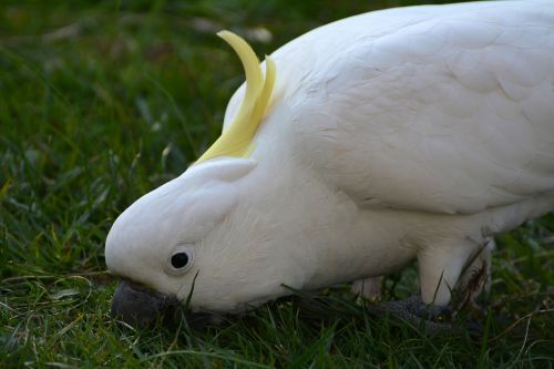 cockatoo bird white