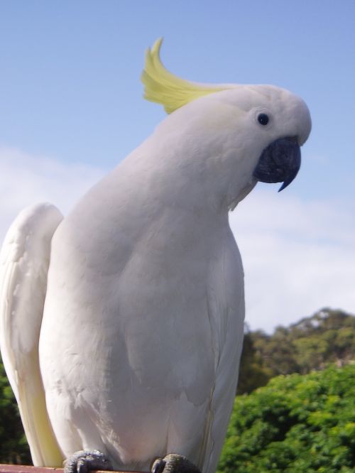 cockatoo tropical parrot
